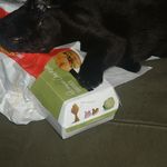 Cosmo Benovil-Smith - @cosmocatz - Instagram