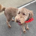 Cosmo Kramer Smith - @the_cosmopawlitan - Instagram