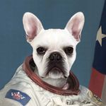 ✨Cosmo Monte Smith✨ - @cosmo_the_space_frenchie - Instagram