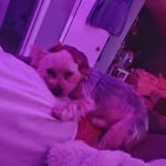 Cosmo Retro B Smith - @retrosmith - Instagram