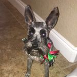 cosmo smith - @cosmothedog5 - Instagram