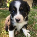 Cosmo Smith - @cosmosmith.bordercollie - Instagram
