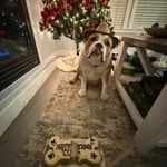 Cosmo Smith - @cosmosdapup - Instagram