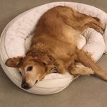 Cosmo Smith - @cosmo_the_woofer - Instagram