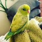 Cosmo Troche-Smith - @cosmo_1772 - Instagram
