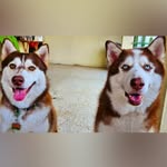Cosmo & Mango Torres - @cosmango2024 - Instagram