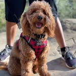 Cosmo Boba Torres - @cosmo_boba - Instagram