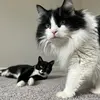 Wiley & Cosmo - @wiley.cosmo - TikTok
