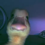Trisket the bisket - @cosmoyoung2021 - Instagram