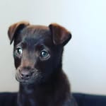 Costa Doggie - @costa_brown_sugar - Instagram