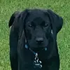 Cody Blair - @raider_the_gator - TikTok