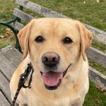 Courtney Breen - @seacoastlabs - Instagram