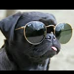 Courtney Everett - @all_cute_animals_123 - Instagram