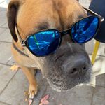 Courtney Robb - @samsonthepitmastiff - Instagram