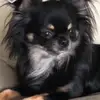 MYBOYJAXX  Bad Bougie Boy Pup - @crackerjaxx1 - TikTok