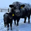 Craig Angus Ranch - @craigangusranch - TikTok