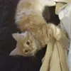 Craig Applegate - @craigapplegate - TikTok
