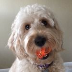 Craig Barron - @redzeppelin1 - Instagram
