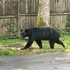 Craig Bean290 - @craigbean - TikTok