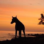 Craig Bolen - @irondobe - Instagram