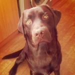 Craig Brookes - @craigbiapt - Instagram