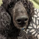 Craig Dalton - @daltonmully - Instagram