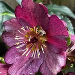 Sherry Craig DeChand - @lazyflower73 - Instagram