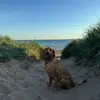 Craig & Dexter - @craig.bl - TikTok