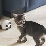 Craig dowling - @neo_and_skittels - Instagram