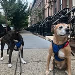 Craig Herrera - @doggonecooperandriley - Instagram