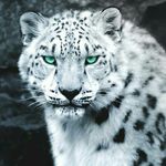 Craig Hofer - @cshofer76 - Instagram