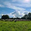 Craiglea Farm - @craiglea.farm - TikTok