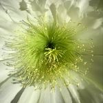 Craig Limbert - @edencor_landscapes - Instagram