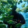Craig McCabe - @diving_fanatic - TikTok