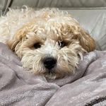 Craig Mcdonnell - @mcdonnell1152 - Instagram