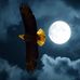Craig Ness - Facebook