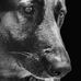 Craig Pennington - Facebook