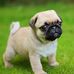 Craig Pittman - Facebook