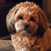 shariplummercraig - @shariplummercraig - TikTok