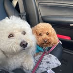 Craig potts - @lucypot1 - Instagram