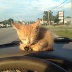 Craig Register - @craig_the_cat - Instagram