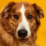 Craig Robinson Images - Pets n Portraits - @craigrobinsoncanada - Instagram