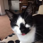 craig robinson vets - @craigrobinsonvets - Instagram