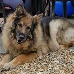 Craig Rowley - @taz.deville.75 - Instagram