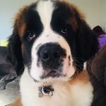 Rhianna Craig-Ruiz - @chapo_st_bernard - Instagram