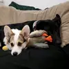 Craig Silver - @dogsanddudes - TikTok