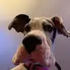 ziggy - @craigsnell82 - TikTok