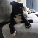 Craig Somerville - @craigscaussie - Instagram