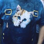 Craig Toney Photography - @catshirtcraig - Instagram