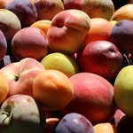 Craig Wallis - @209fruitgrower - Instagram
